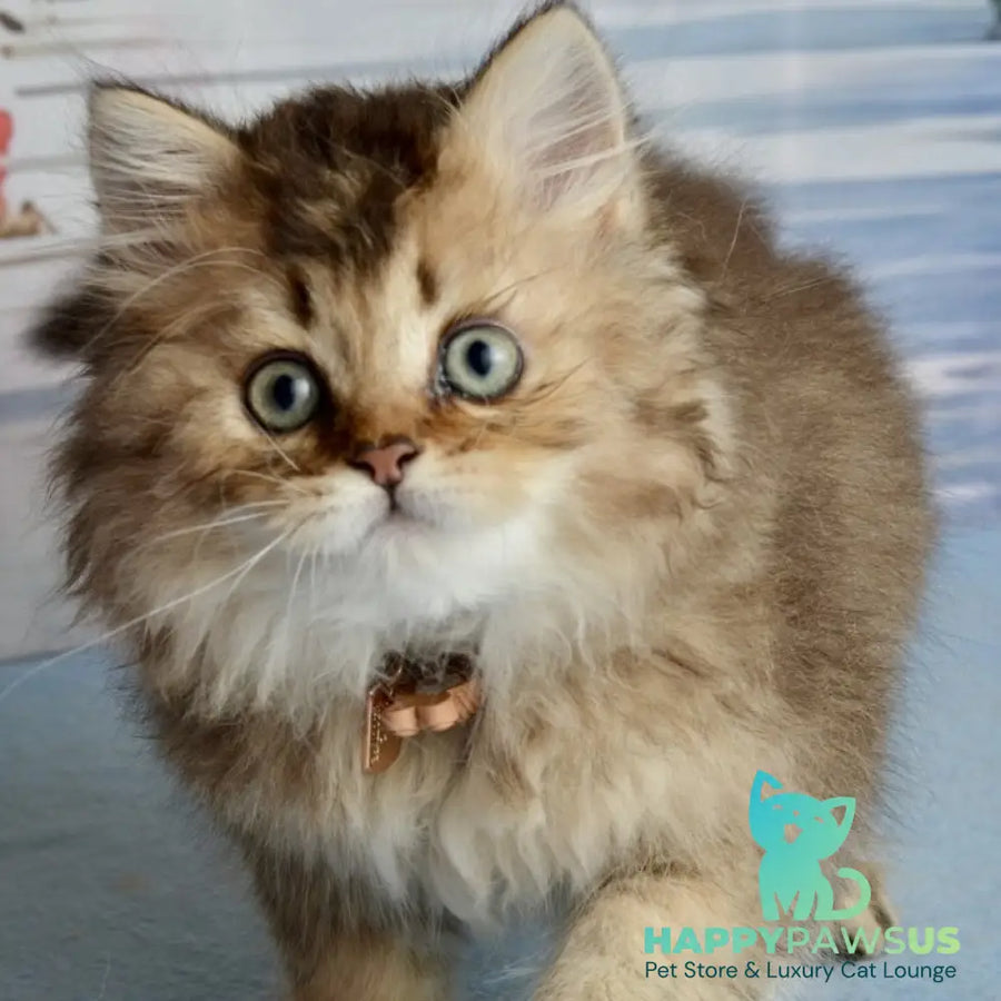 Tony Scottish Straight male black golden ticked tabby - live animals