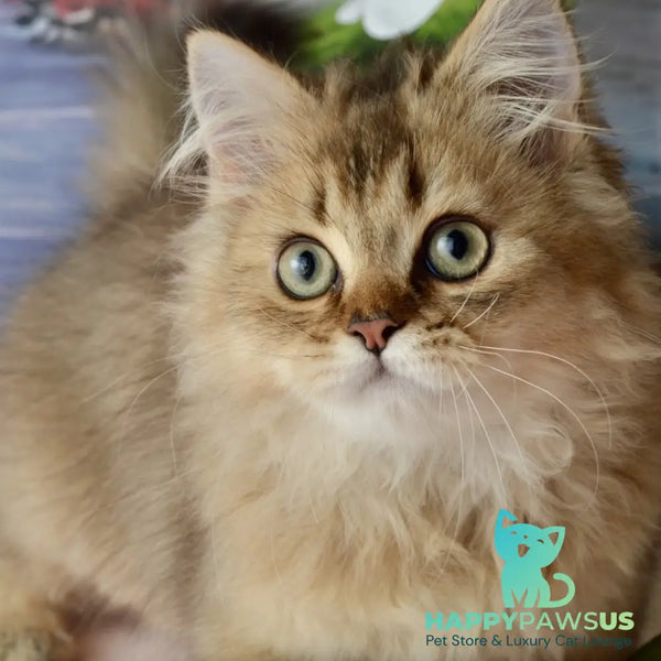 Tony Scottish Straight male black golden ticked tabby - live animals