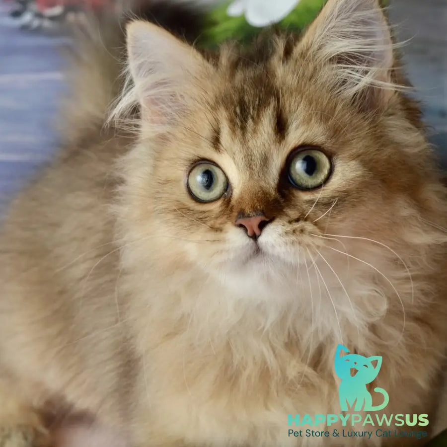 Tony Scottish Straight male black golden ticked tabby - live animals