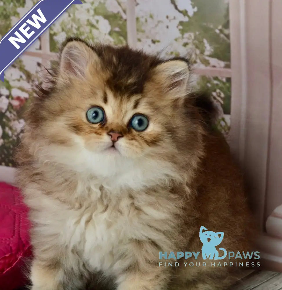 Tony Scottish Straight male black golden ticked tabby - live animals
