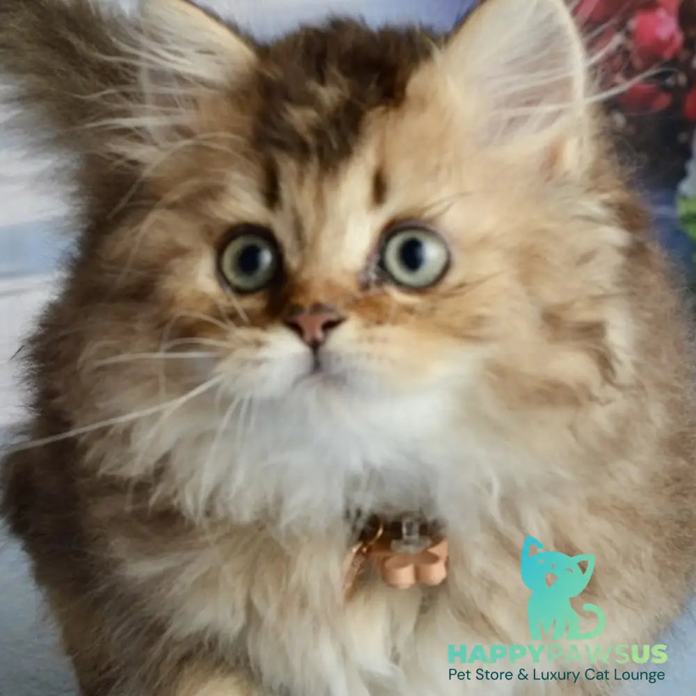Tony Scottish Straight male black golden ticked tabby - live animals