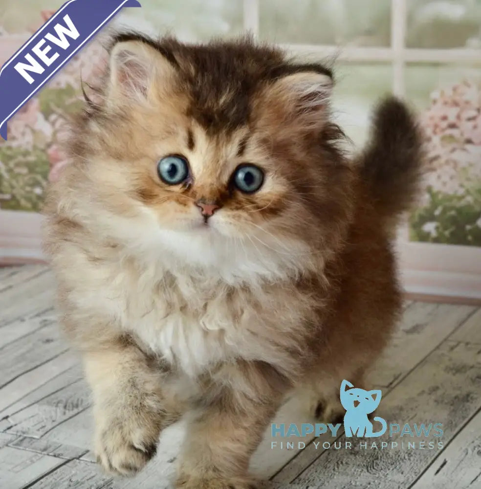 Tony Scottish Straight male black golden ticked tabby - live animals