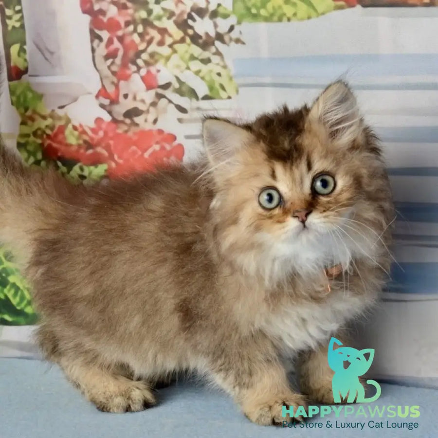 Tony Scottish Straight male black golden ticked tabby - live animals