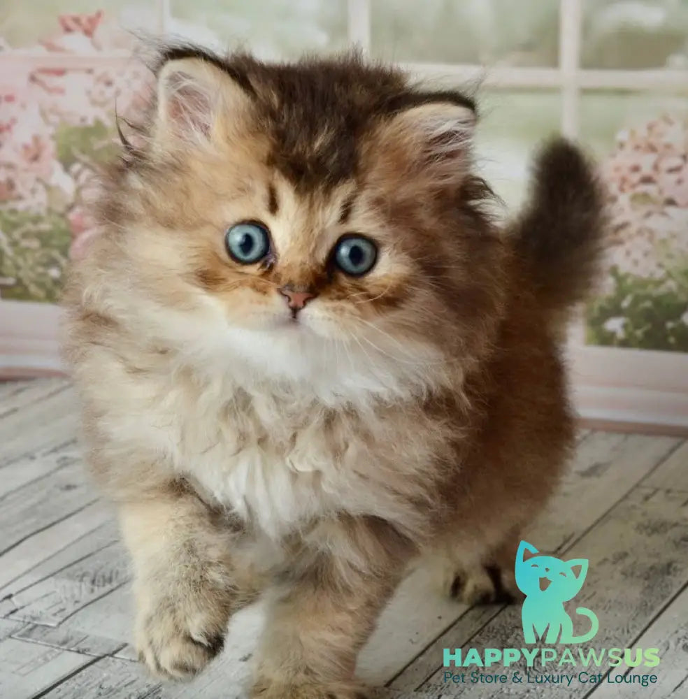 Tony Scottish Straight male black golden ticked tabby - live animals