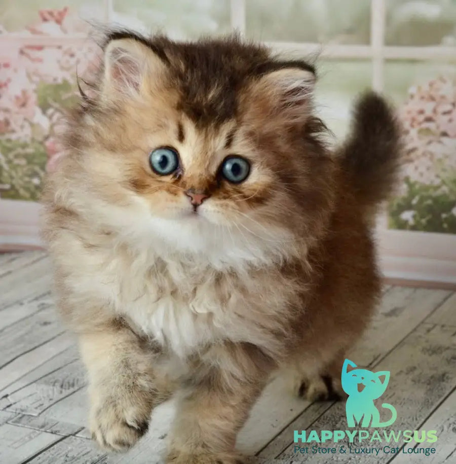 Tony Scottish Straight male black golden ticked tabby - live animals