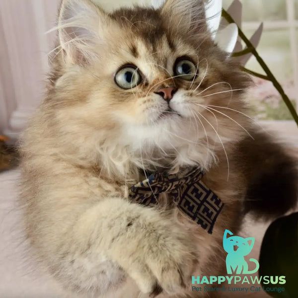 Tony Scottish Straight male black golden ticked tabby - live animals