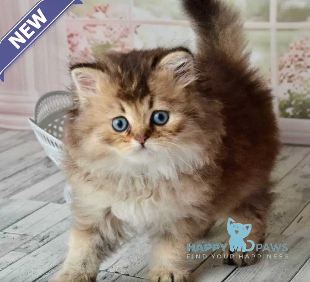 Tony Scottish Straight male black golden ticked tabby - live animals