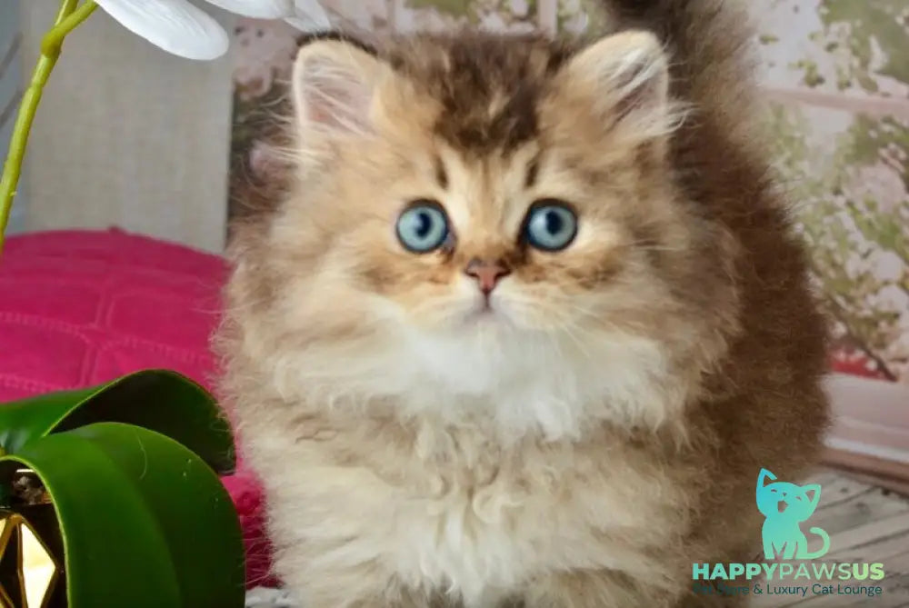 Tony Scottish Straight male black golden ticked tabby - live animals