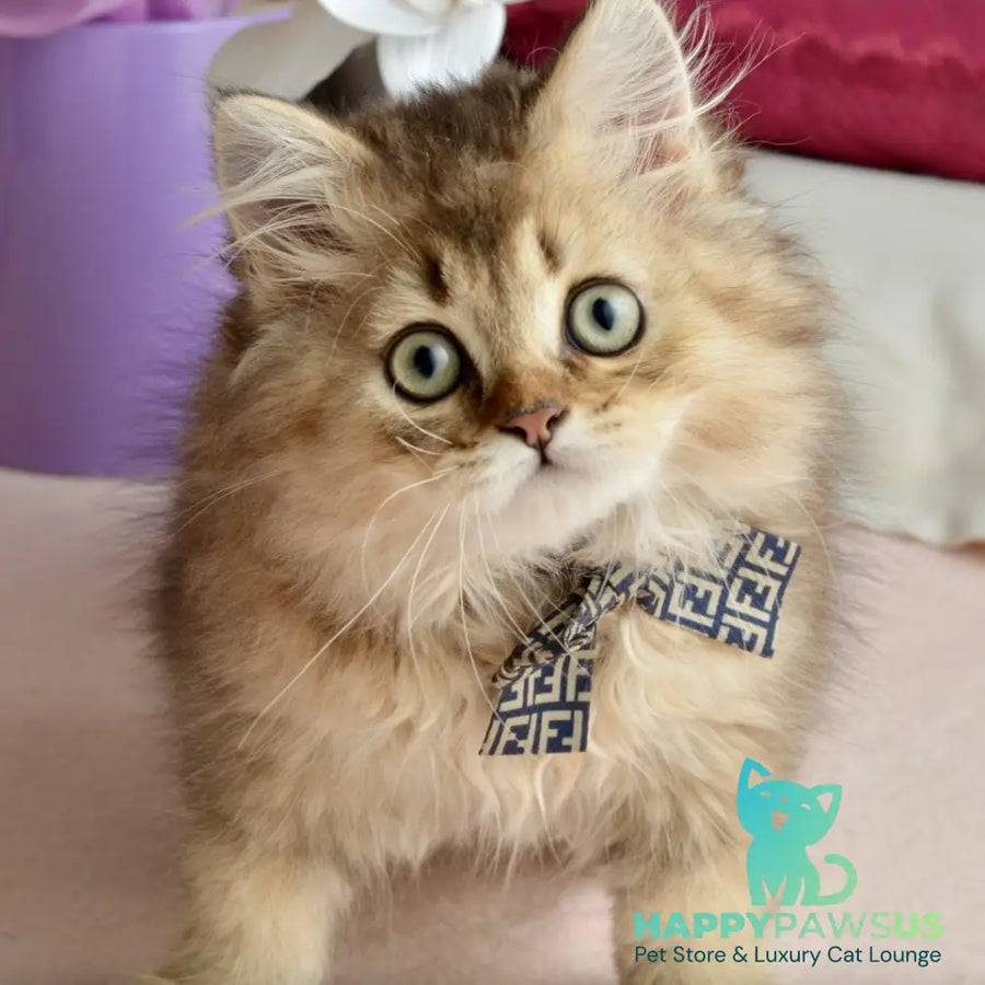 Tony Scottish Straight male black golden ticked tabby - live animals