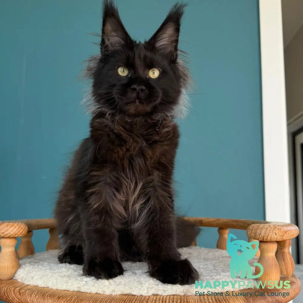 Tonya Maine Coon female black - live animals