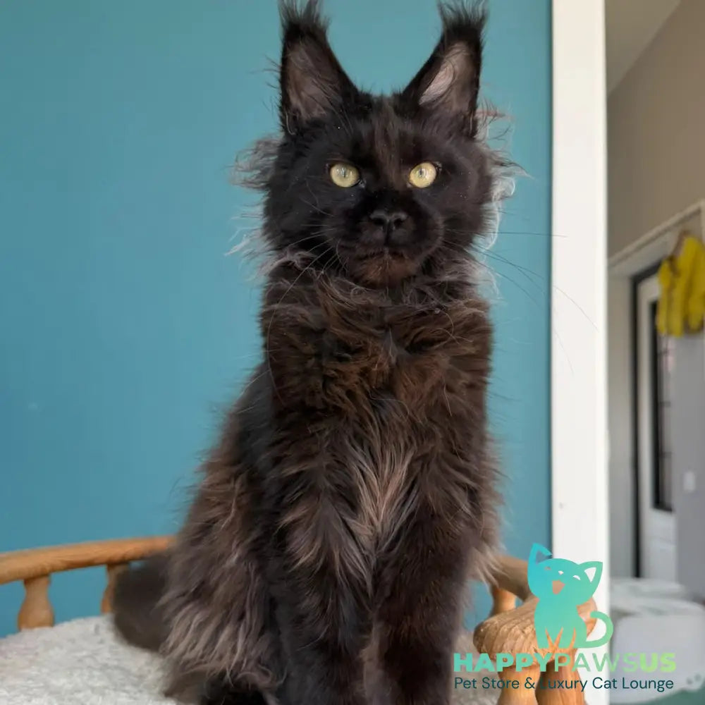 Tonya Maine Coon female black - live animals