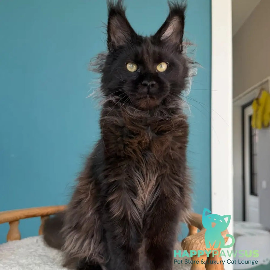 Tonya Maine Coon female black - live animals