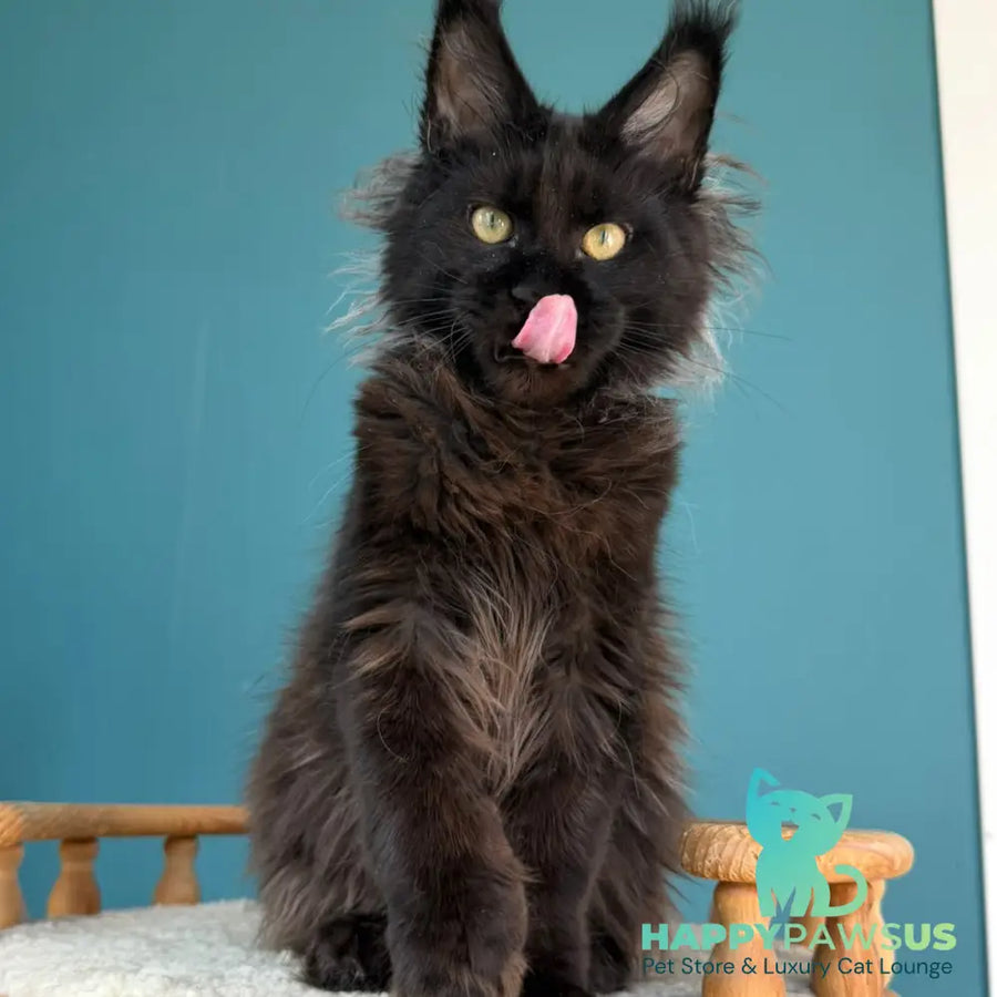 Tonya Maine Coon female black - live animals