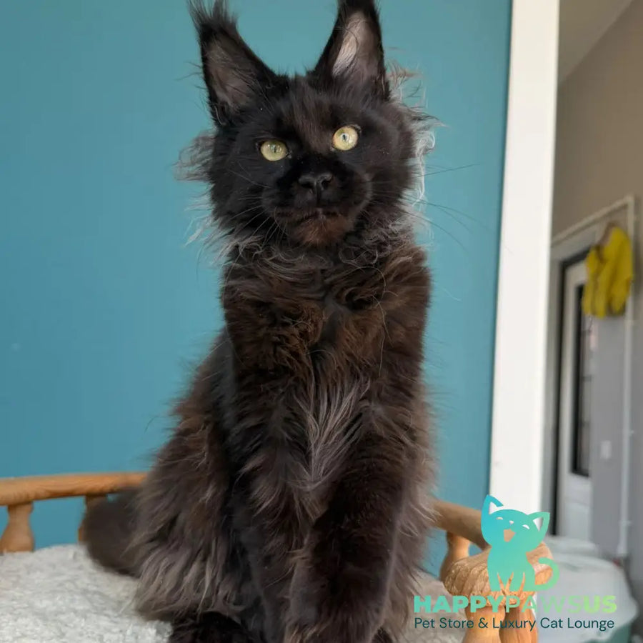 Tonya Maine Coon female black - live animals