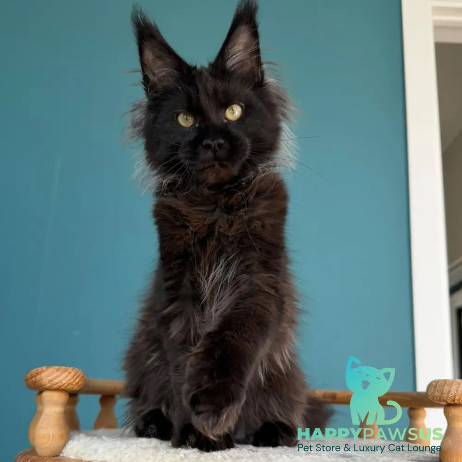 Tonya Maine Coon female black - live animals