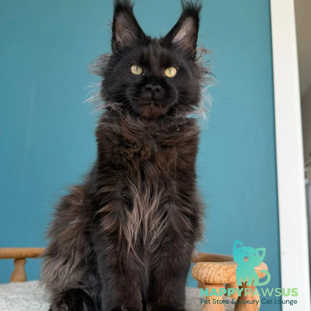 Tonya Maine Coon female black - live animals