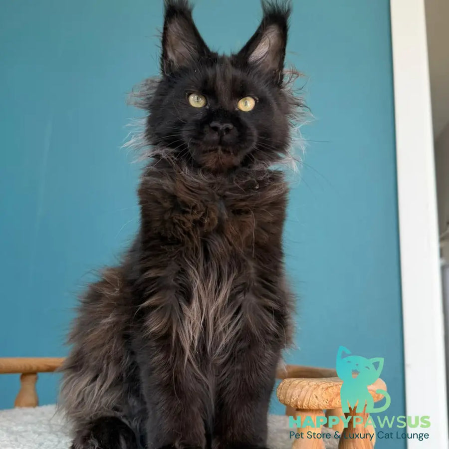 Tonya Maine Coon female black - live animals