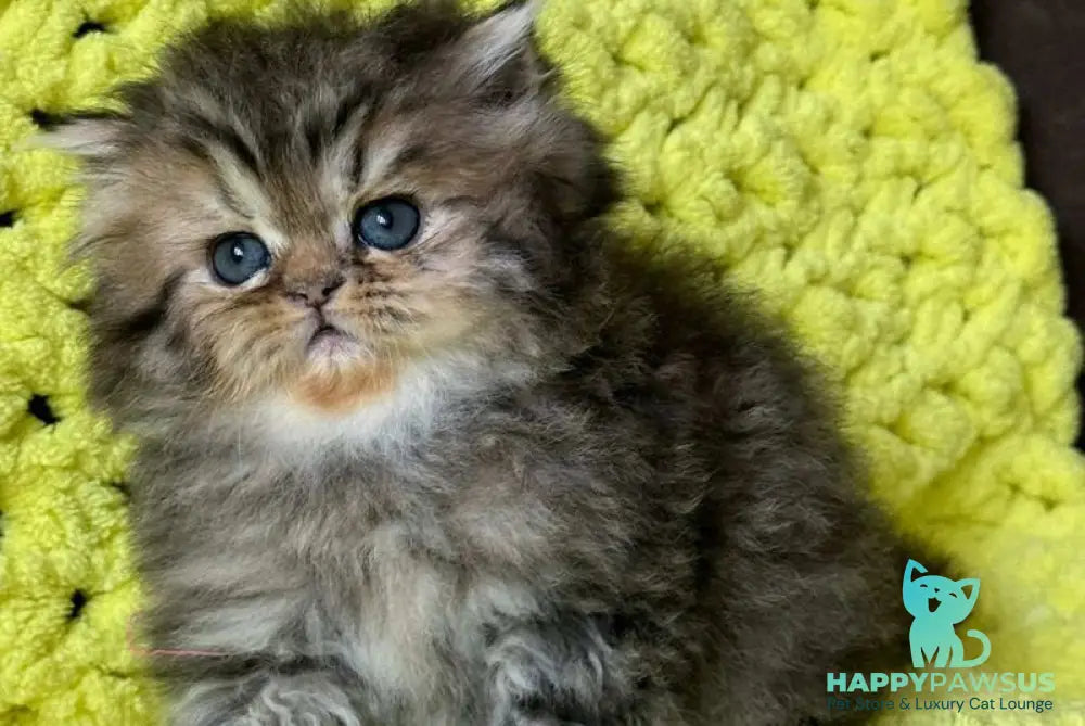 Tonya Persian female black tortie silver tabby - live animals