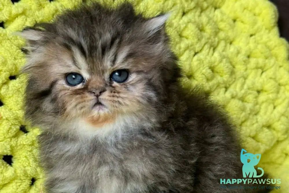 Tonya Persian female black tortie silver tabby - live animals