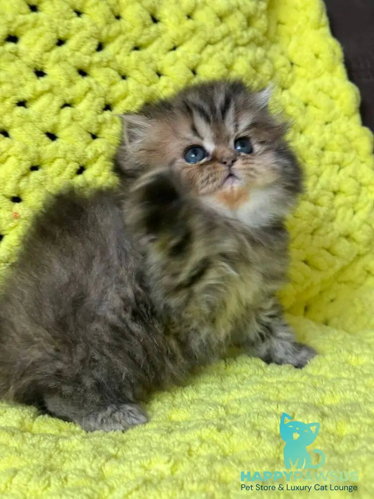 Tonya Persian female black tortie silver tabby - live animals