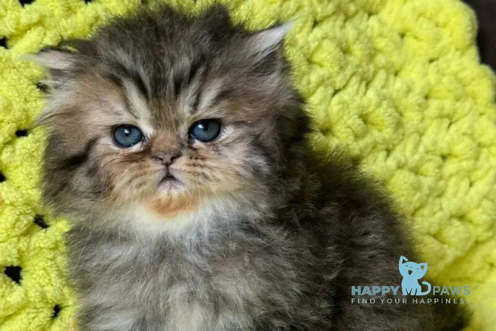 Tonya Persian female black tortie silver tabby - live animals