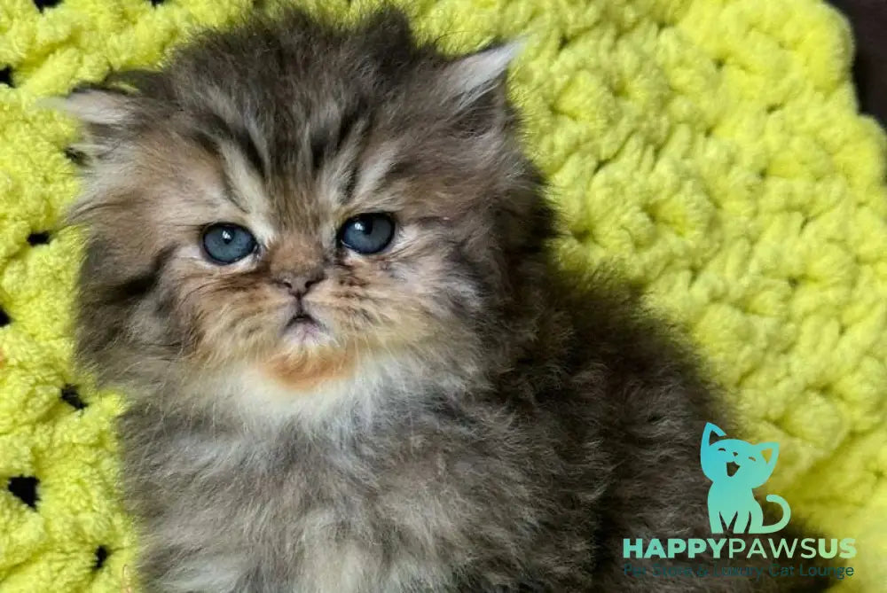 Tonya Persian female black tortie silver tabby - live animals