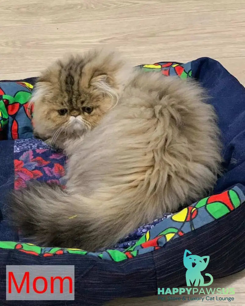 Tonya Persian female black tortie silver tabby - live animals