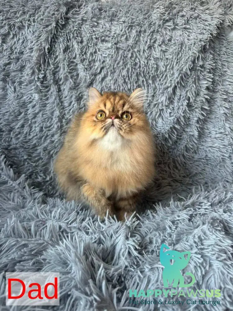 Tonya Persian female black tortie silver tabby - live animals