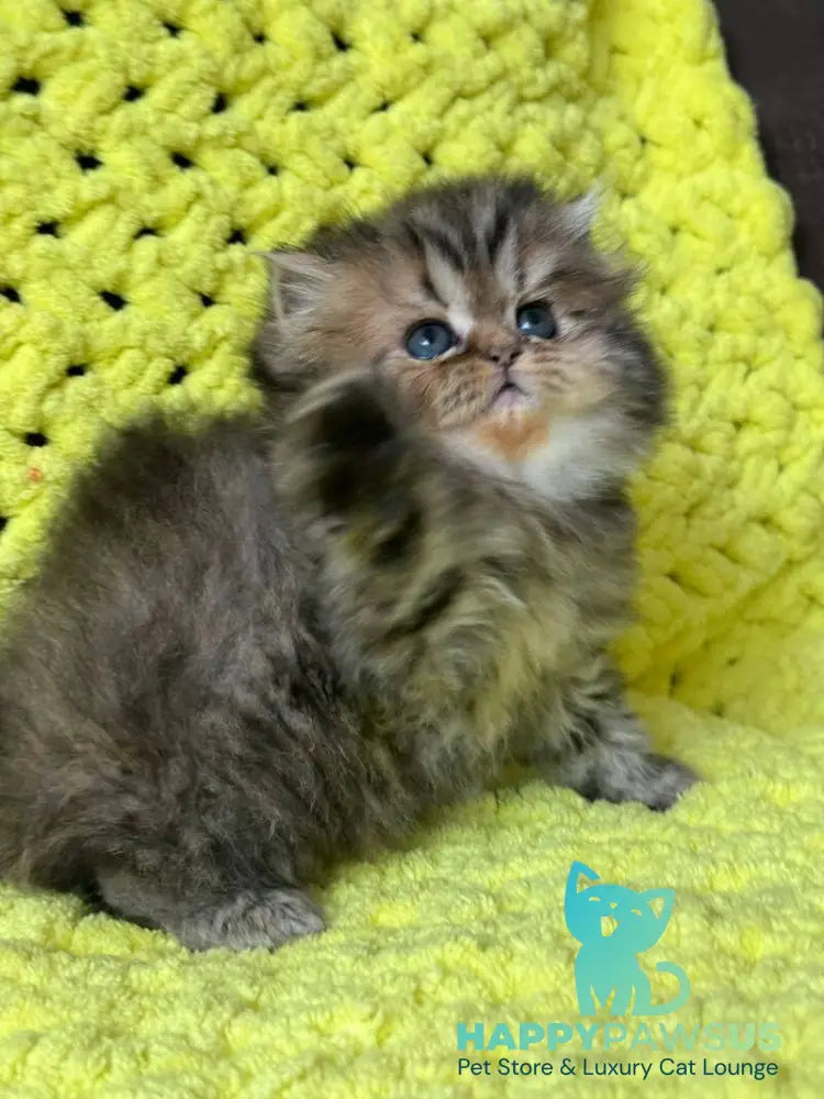 Tonya Persian female black tortie silver tabby - live animals