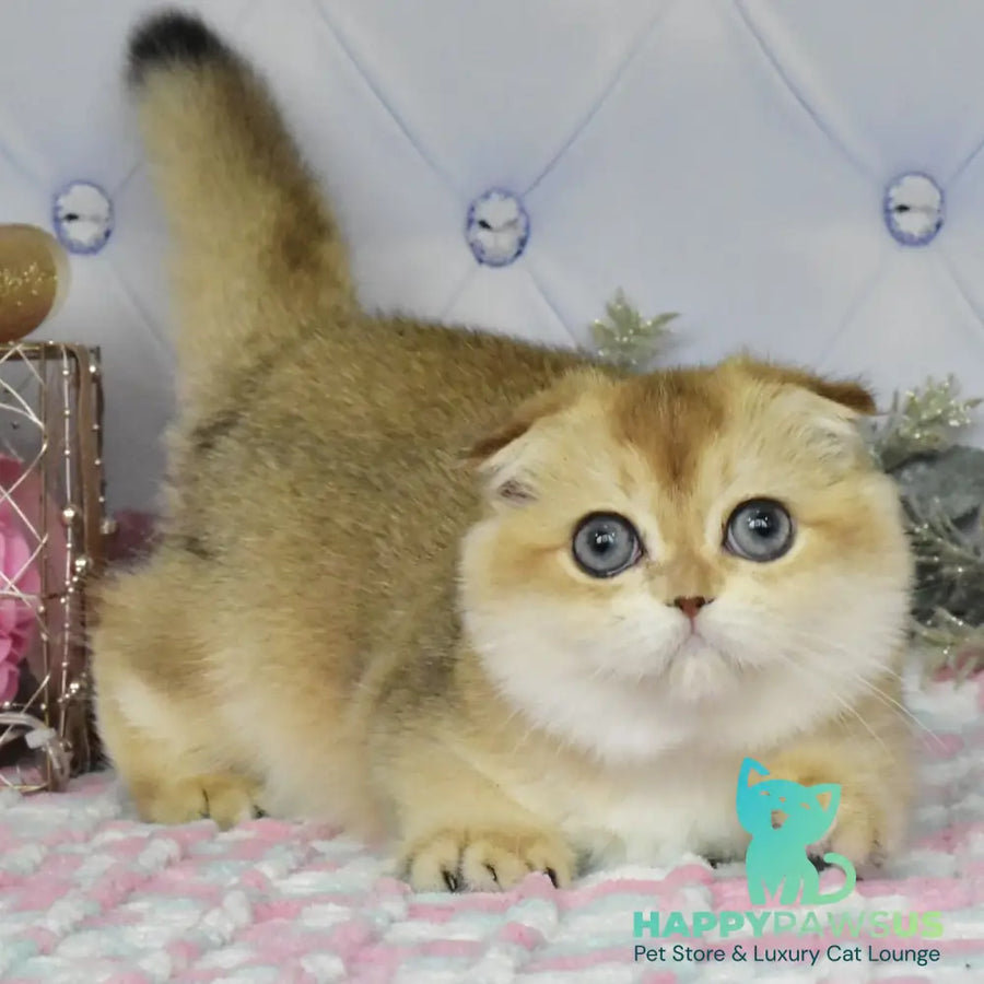 Tonya Scottish Fold female black golden shaded - live animals