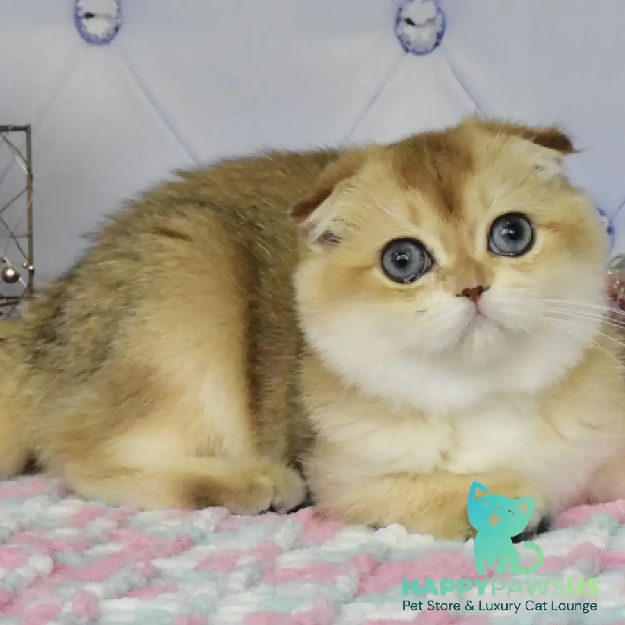 Tonya Scottish Fold female black golden shaded - live animals