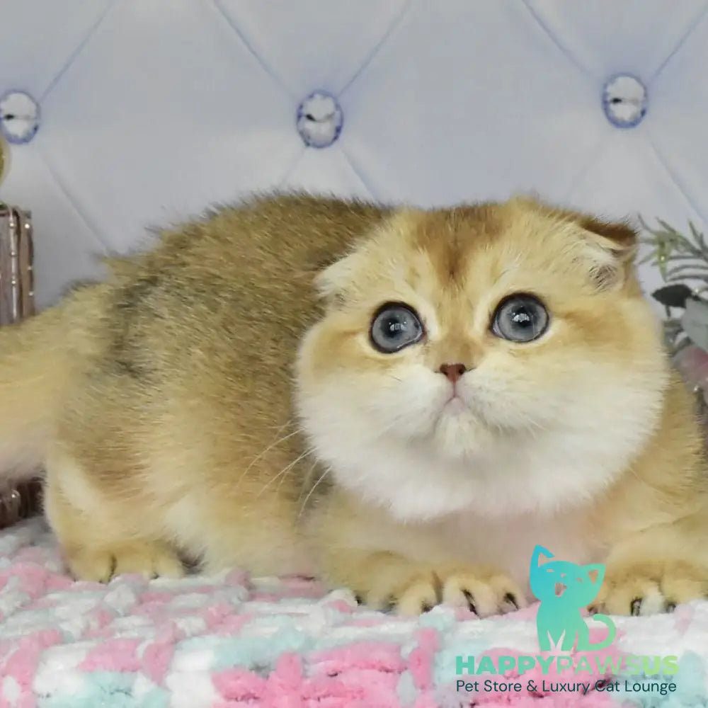 Tonya Scottish Fold female black golden shaded - live animals