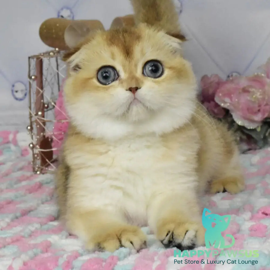 Tonya Scottish Fold female black golden shaded - live animals