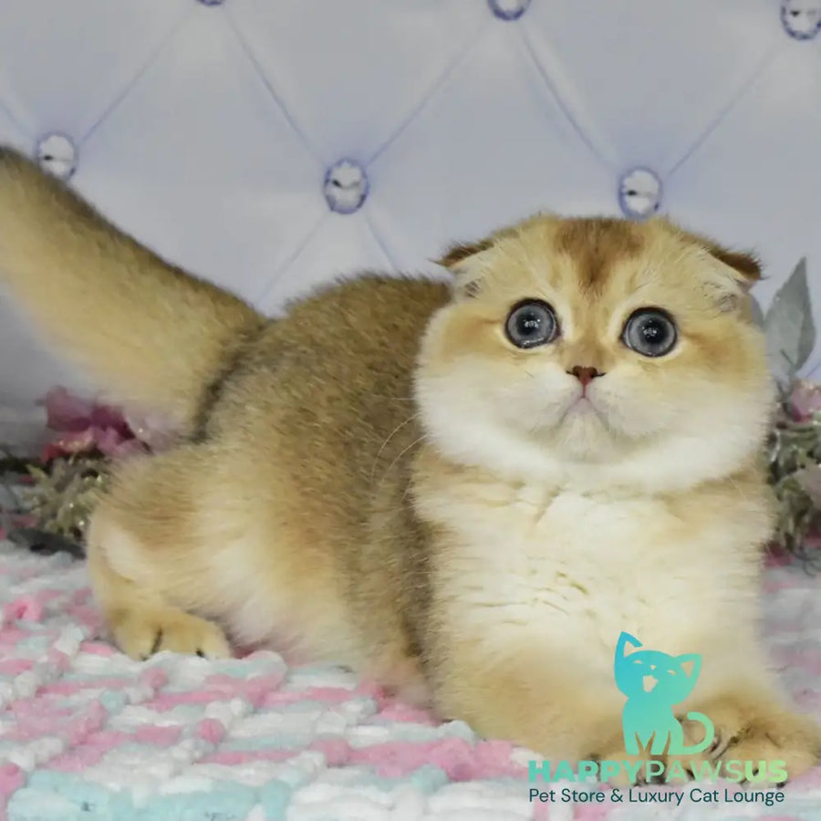 Tonya Scottish Fold female black golden shaded - live animals
