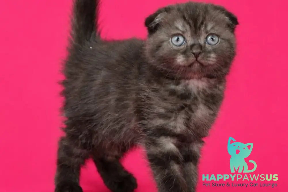 Tonya Scottish Fold female black silver - live animals
