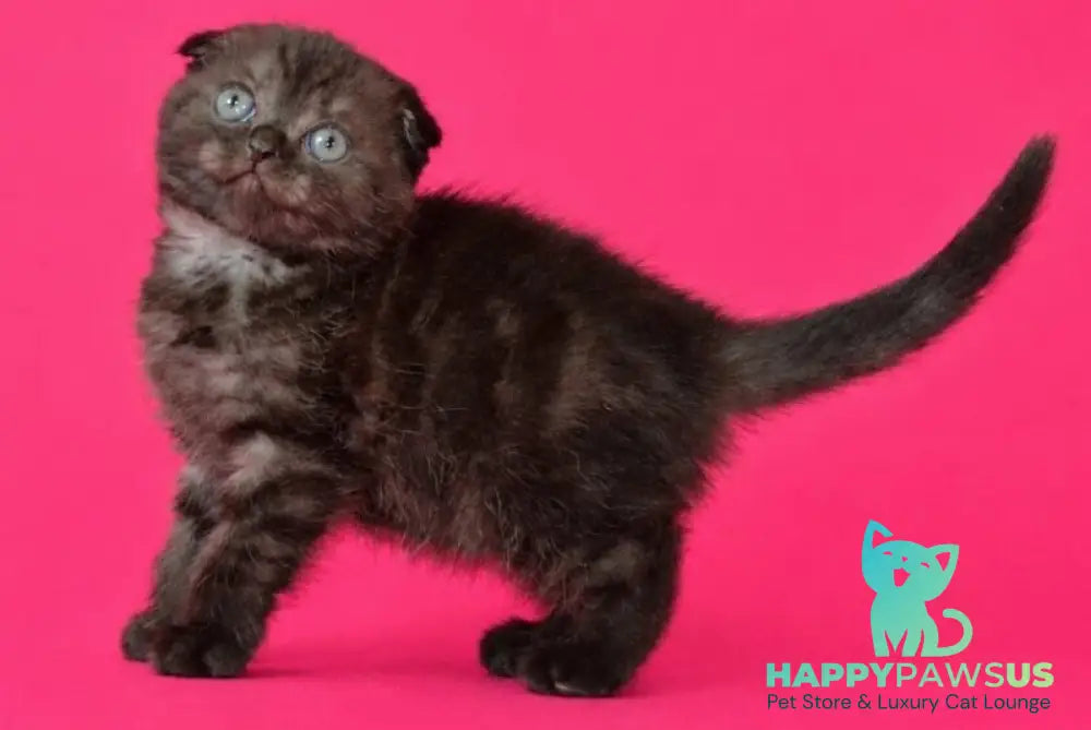 Tonya Scottish Fold female black silver - live animals