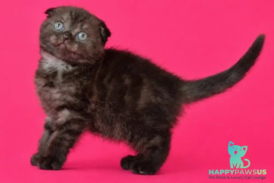 Tonya Scottish Fold female black silver - live animals