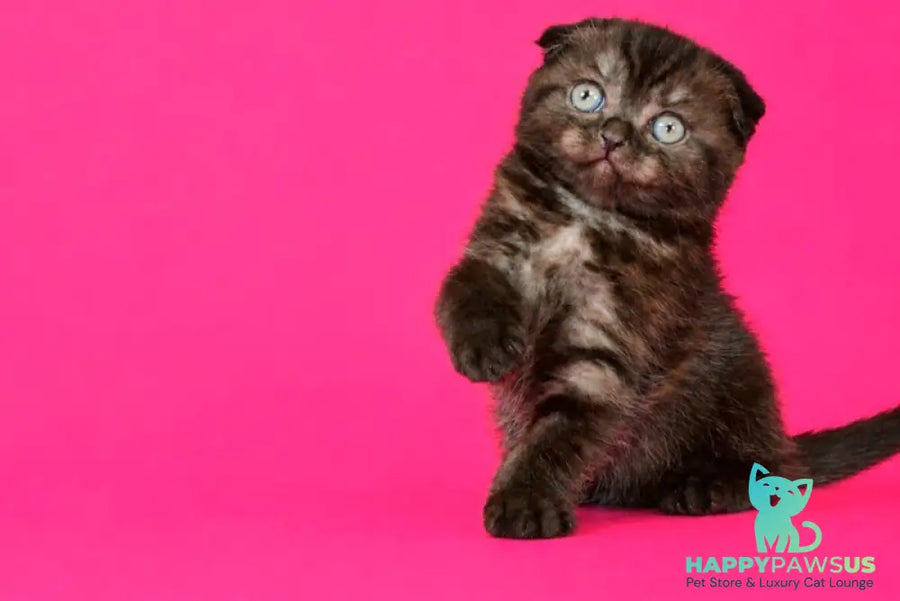 Tonya Scottish Fold female black silver - live animals