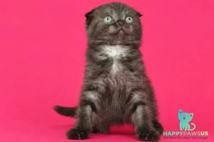 Tonya Scottish Fold female black silver - live animals