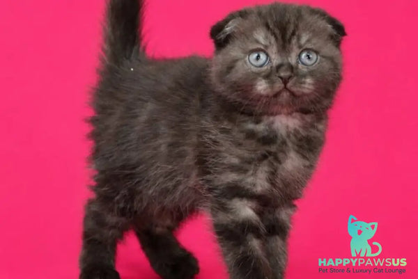 Tonya Scottish Fold female black silver - live animals