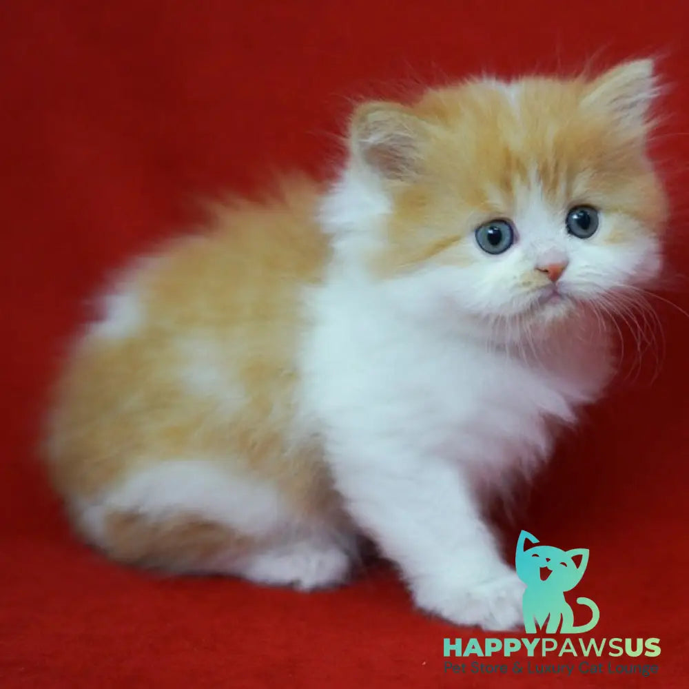 Top Top Scottish Straight male red spotted tabby bicolour - live animals