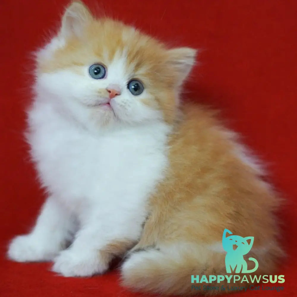 Top Top Scottish Straight male red spotted tabby bicolour - live animals