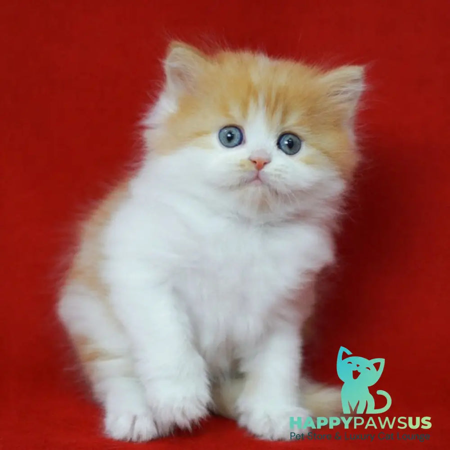 Top Top Scottish Straight male red spotted tabby bicolour - live animals