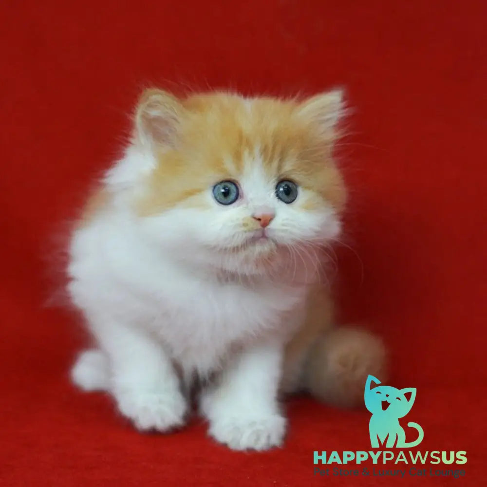 Top Top Scottish Straight male red spotted tabby bicolour - live animals