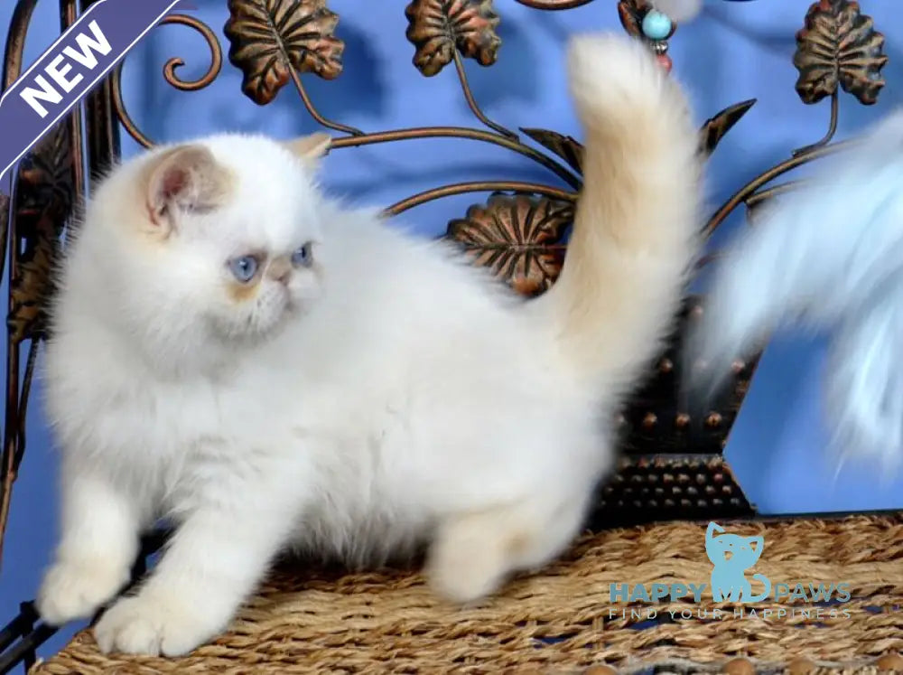 Topaz Exotic male red pointed live animals