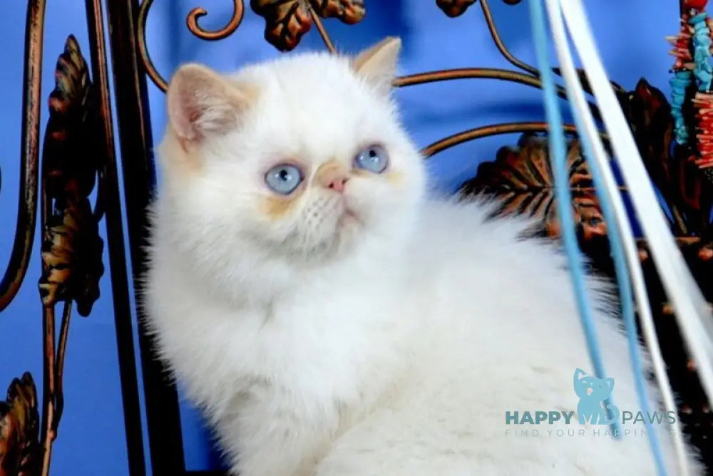 Topaz Exotic male red pointed live animals