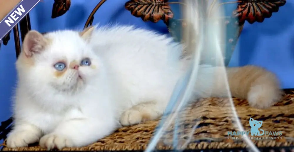 Topaz Exotic male red pointed live animals