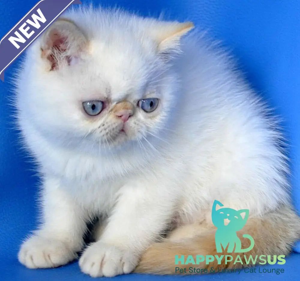 Topaz Exotic male red tabby pointed - live animals