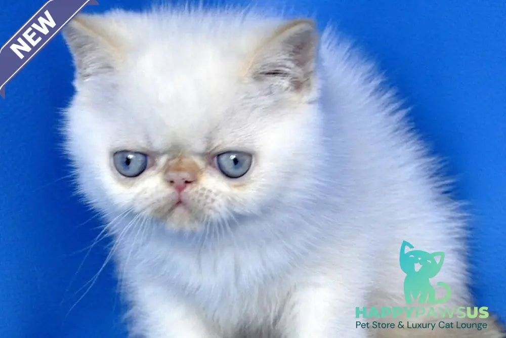 Topaz Exotic male red tabby pointed - live animals