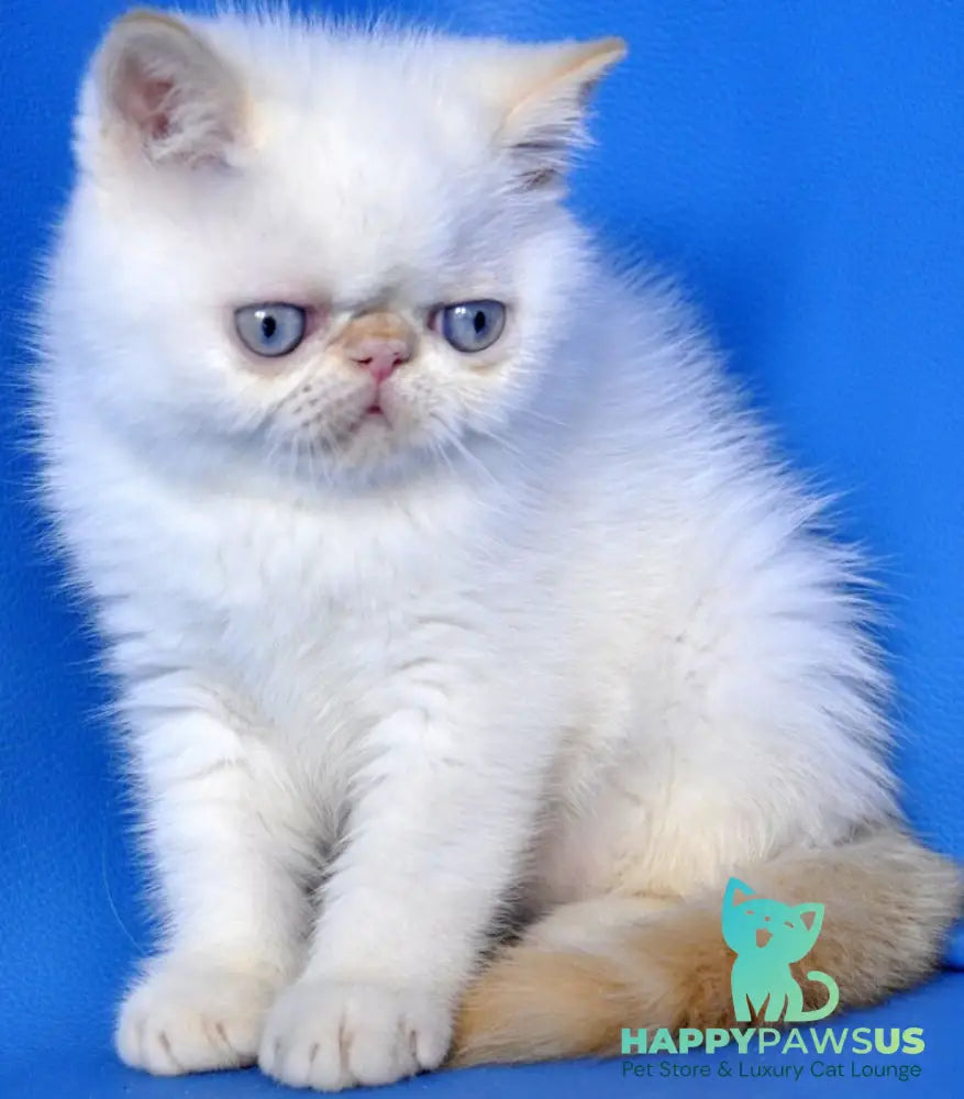 Topaz Exotic male red tabby pointed - live animals